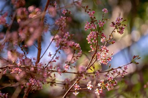 salimbobog|Philippine native tree that resembles Japan’s cherry .